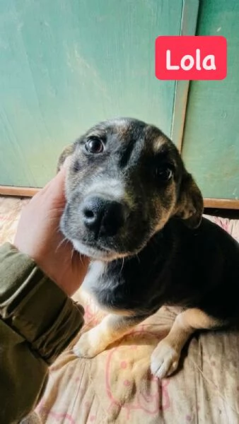 Lola cucciolotta cerca casa  | Foto 5
