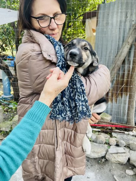 Lola cucciolotta cerca casa  | Foto 4