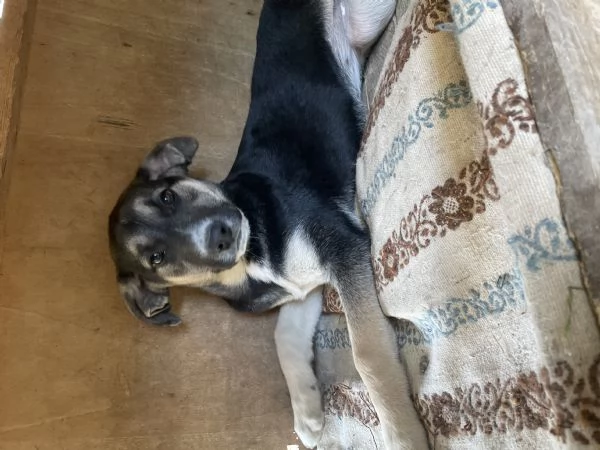 Lola cucciolotta cerca casa  | Foto 2