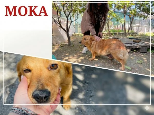 Moka cerca casa  | Foto 4