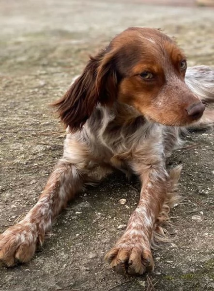 Bretoncina mini cerca casa 