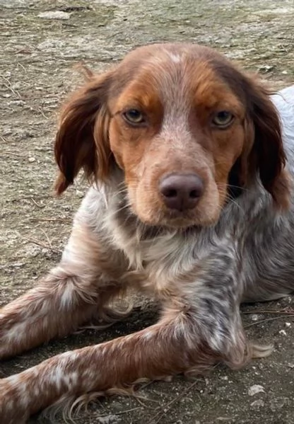 Bretoncina mini cerca casa  | Foto 2