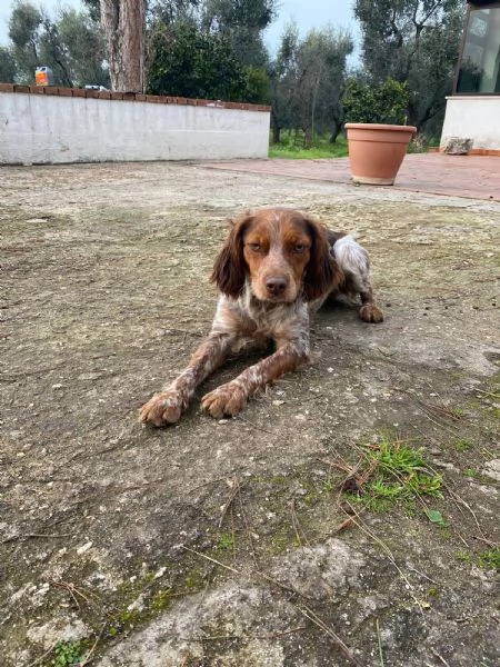 Bretoncina mini cerca casa  | Foto 1