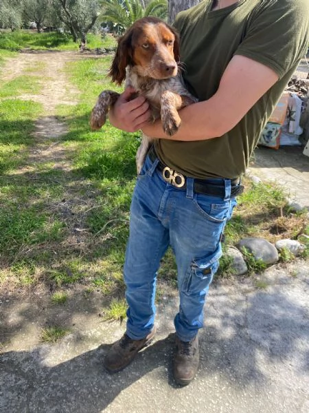 Bretoncina mini cerca casa  | Foto 0