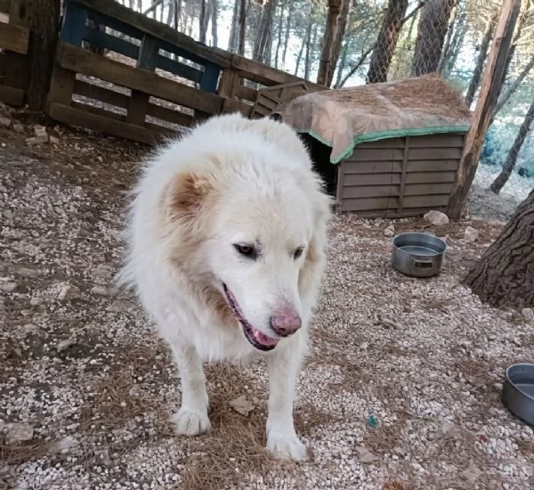 Nonna Nuvola cerca casa | Foto 0