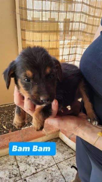 Cuccioli in cerca di casa  | Foto 2
