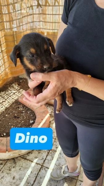 Cuccioli in cerca di casa  | Foto 1