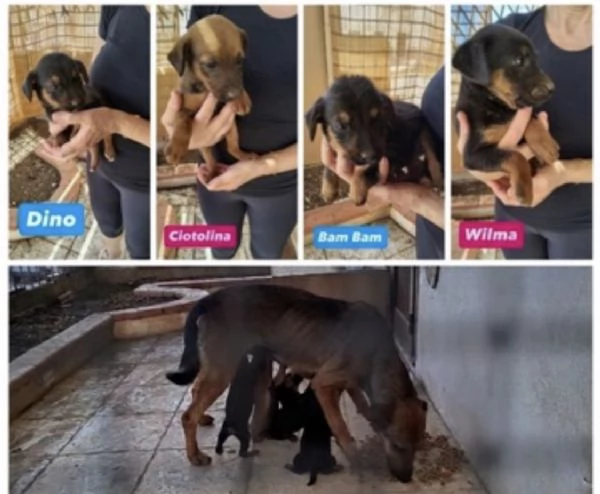 Cuccioli in cerca di casa 