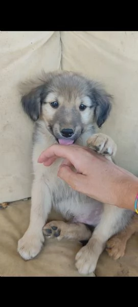 Cuccioli dolcissimi 
