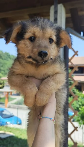 Cuccioli dolcissimi  | Foto 1