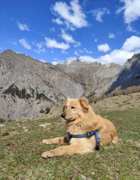 Cuccioli dolcissimi  | Foto 0
