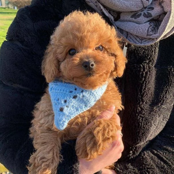 cuccioli barboncini toy | Foto 0