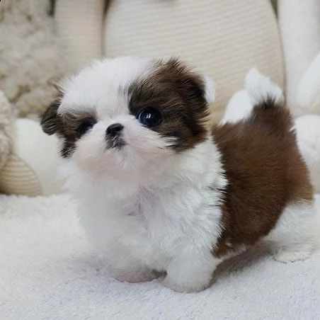 cuccioli di shih tzu