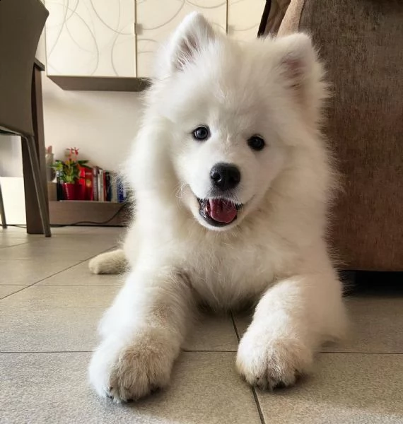 meraviglioso regalo di samoiedo   cuccioli di samoiedo  di ottima genealogia gi vaccinati svermin