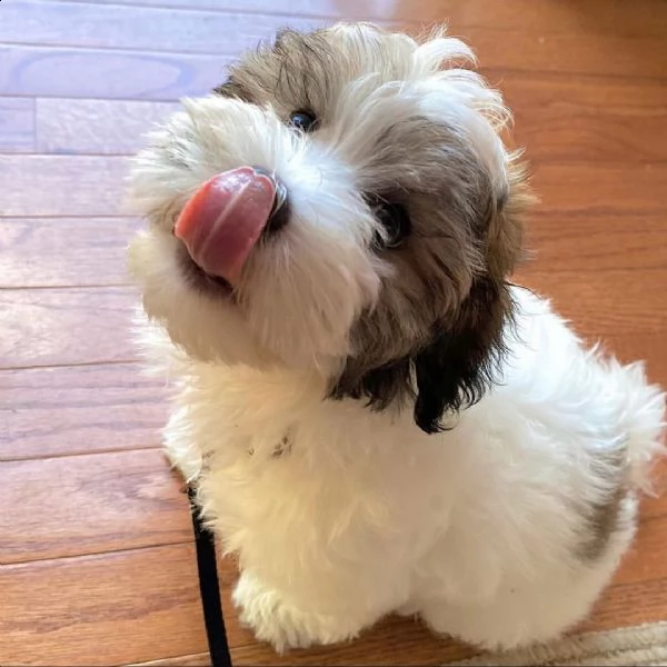 regalo havanese cuccioli meravigliosi  