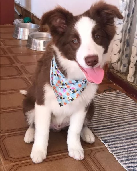 giocattolo di dimensioni regalo mini canile   border colie ho dei bellissimi cuccioli di border coli