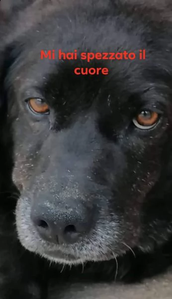 eddy maschio castrato 9 anni taglia media