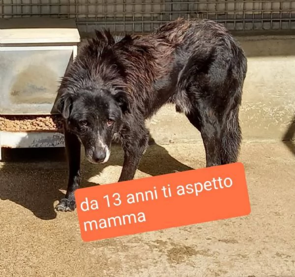 brad 13 anni taglia media