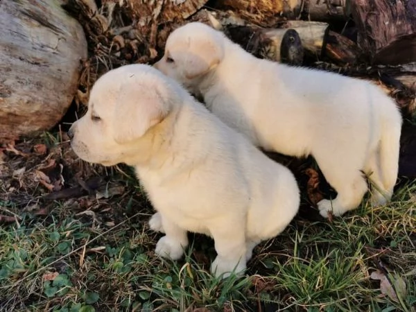 bellissimi cuccioli di labrador | Foto 0