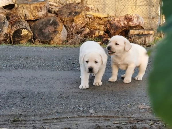 bellissimi cuccioli di labrador