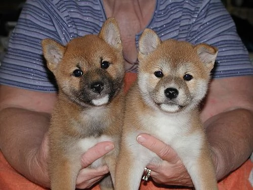 cane cuccioli shiba inu