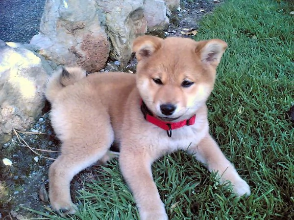 cane cuccioli shiba inu | Foto 0