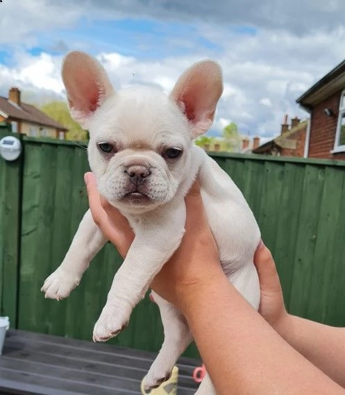 sani bouledogue francese cuccioli