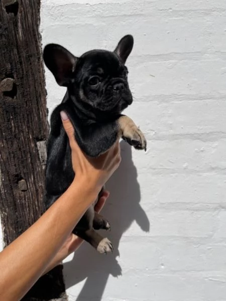 sani bouledogue francese cuccioli | Foto 0