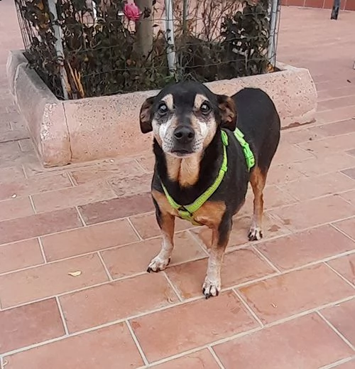 paco simil pinscher in adozione | Foto 6