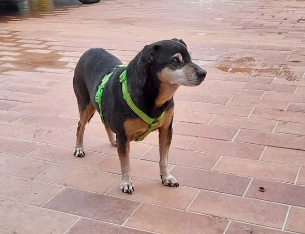 paco simil pinscher in adozione | Foto 1