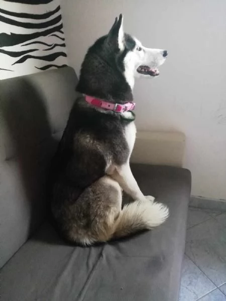 Sasha splendida husky in adozione | Foto 1