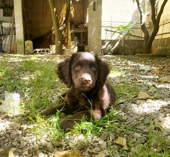 Nathan bellissimo cucciolo simil breton in adozione | Foto 4