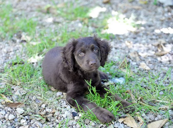 Nathan bellissimo cucciolo simil breton in adozione | Foto 1