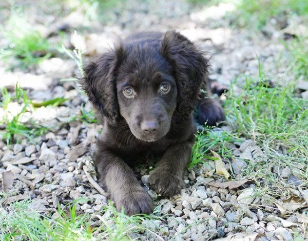 Nathan bellissimo cucciolo simil breton in adozione