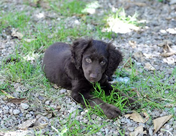 Nathan bellissimo cucciolo simil breton in adozione | Foto 0