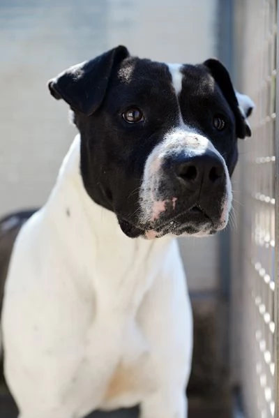 Princess dolcissima pitbull in canile in adozione | Foto 6