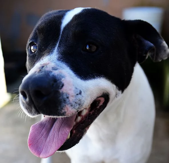 Princess dolcissima pitbull in canile in adozione | Foto 5