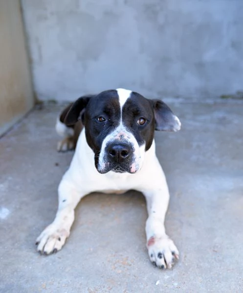 Princess dolcissima pitbull in canile in adozione | Foto 4