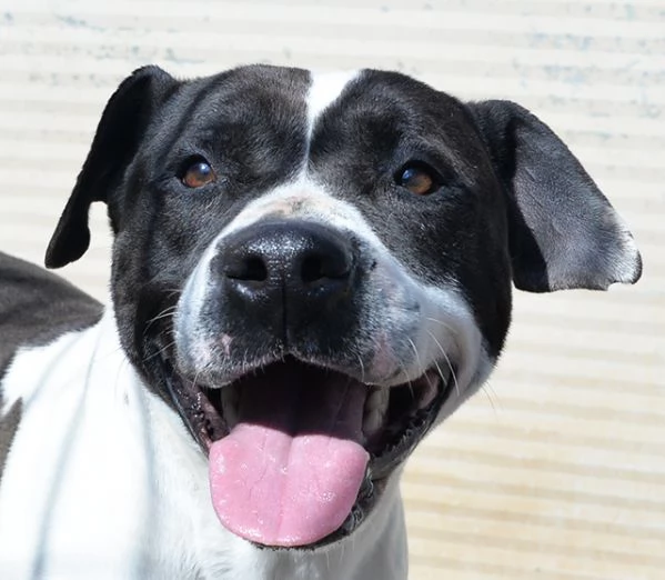 Princess dolcissima pitbull in canile in adozione | Foto 3