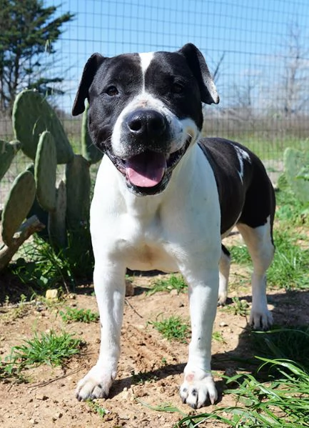 Princess dolcissima pitbull in canile in adozione