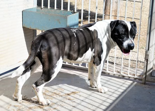 Princess dolcissima pitbull in canile in adozione | Foto 2