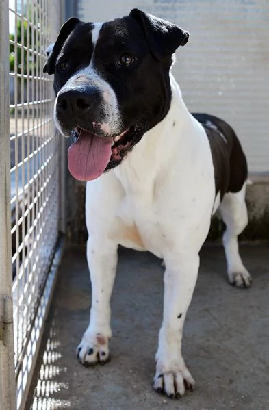 Princess dolcissima pitbull in canile in adozione | Foto 1