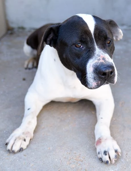 Princess dolcissima pitbull in canile in adozione | Foto 0