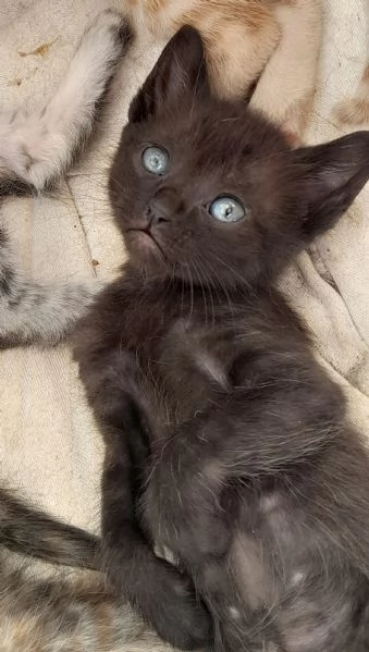 Sei bellissimi gattini in adozione | Foto 6