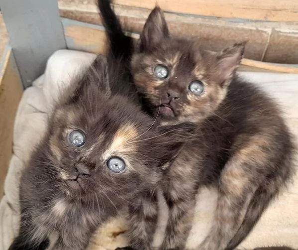 Sei bellissimi gattini in adozione | Foto 4