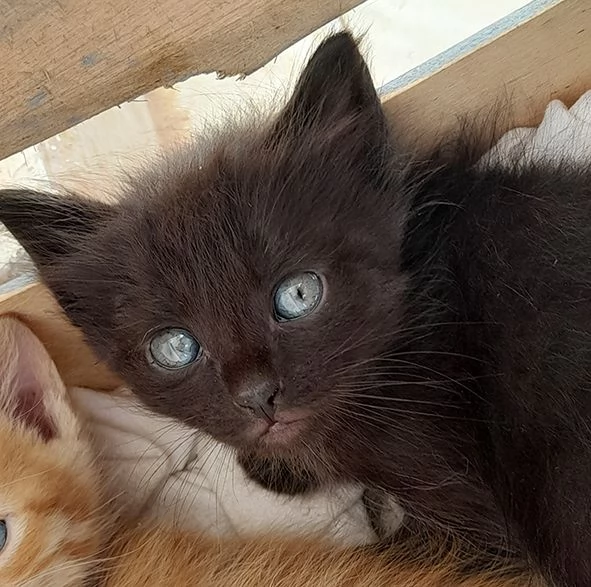 Sei bellissimi gattini in adozione | Foto 3