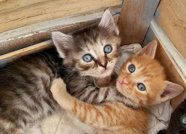 Sei bellissimi gattini in adozione | Foto 2