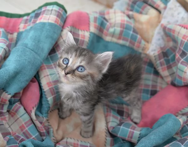 Sei bellissimi gattini in adozione | Foto 1