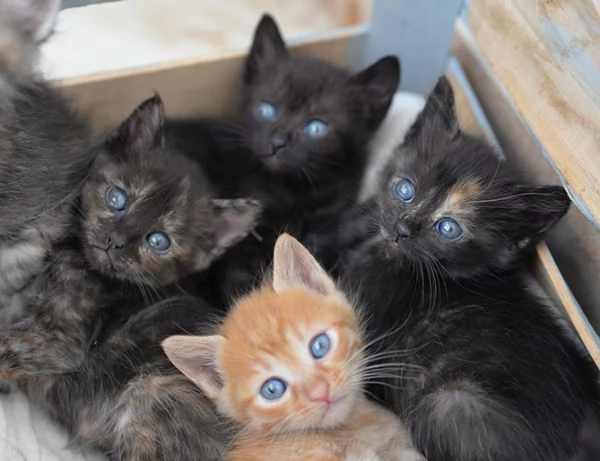 Sei bellissimi gattini in adozione