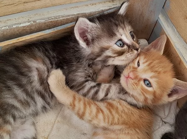 Sei bellissimi gattini in adozione | Foto 0